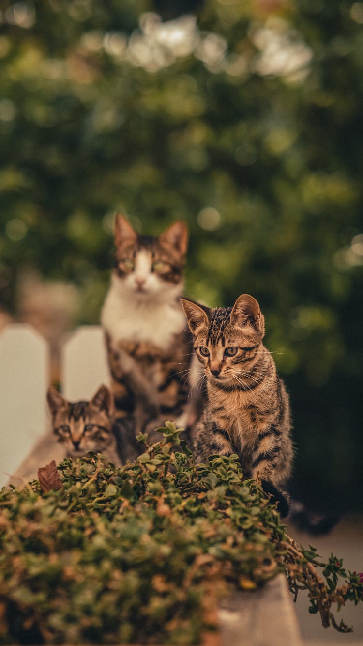 Family Of Cats