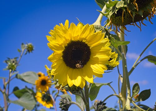 Sunflower