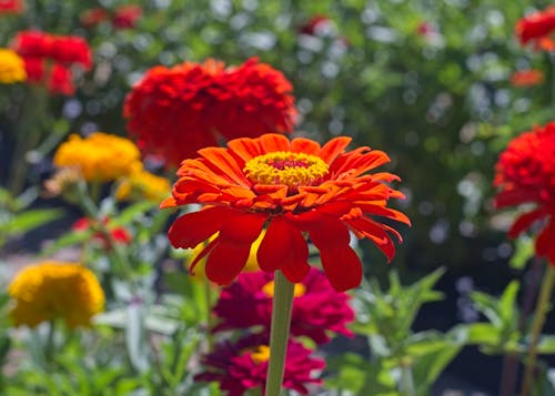 Colorful flowers