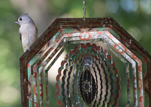 Photos gratuites de oiseaux