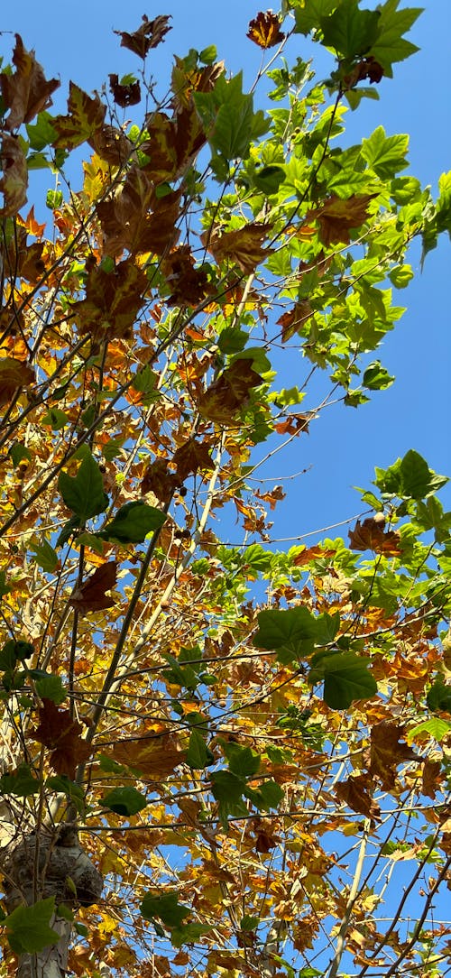 Darmowe zdjęcie z galerii z drzewa, globalne ocieplenie, jesień