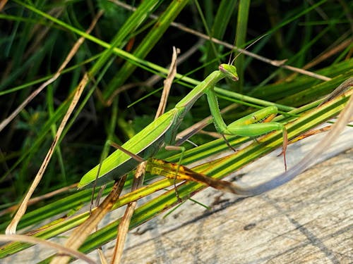 Gratis stockfoto met 4k, 4k achtergrond, bidsprinkhaan