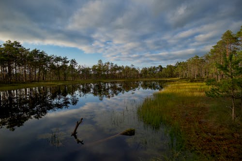 Gratis arkivbilde med eviggrønn, innsjø, natur