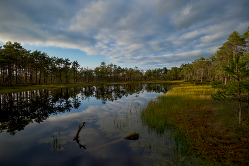 Free Tranquil reflection of pine trees on a calm lake surrounded by lush greenery under a cloudy sky. Stock Photo