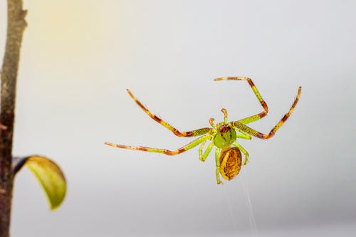 Close-up of a Spider