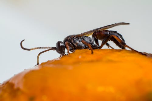 Close-up of Two Insects 