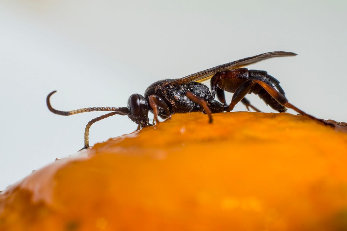 Two Incects Close-up of Two Insects · Free Stock Photo