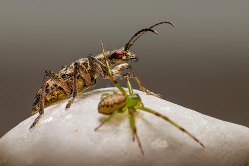 Close-up of a Beetle and a Spider