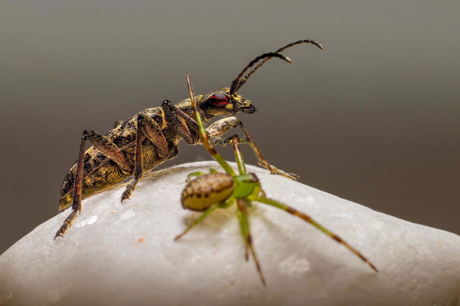 Detailed macro shot showcasing a beetle and spider facing off on a rock.