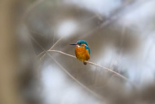 Kingfisher Perching on Branch