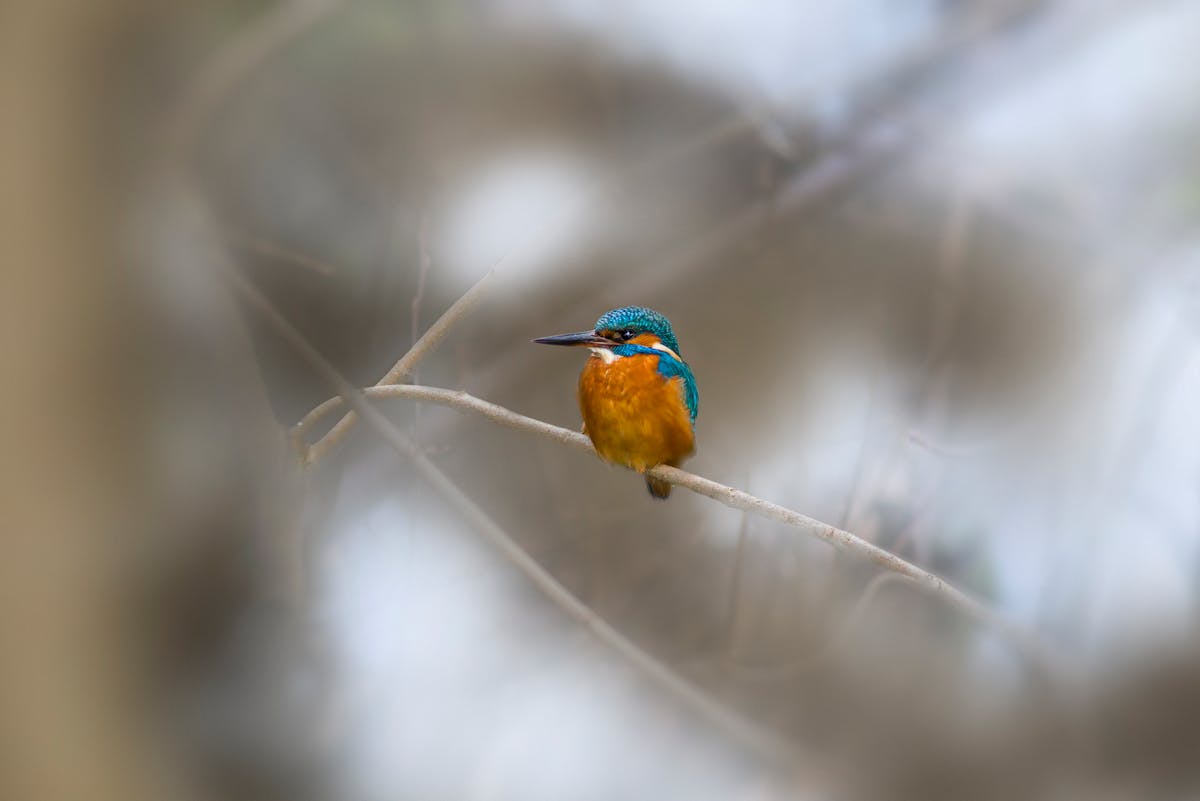 Kingfisher Photos, Download The BEST Free Kingfisher Stock Photos & HD