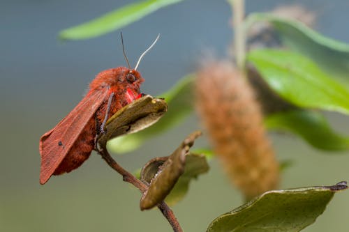 Exotic Insect among Leaves