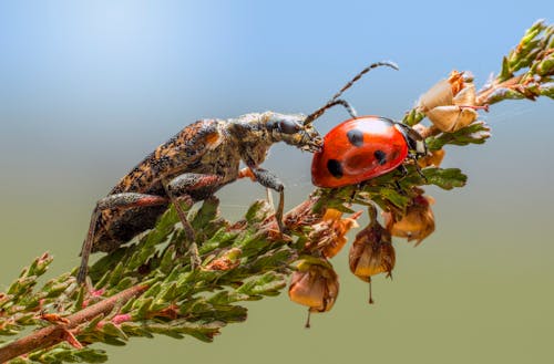 Black Spotted Longhorn Beetle with Ladybug on Plant