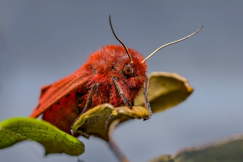 Red, Exotic Insect