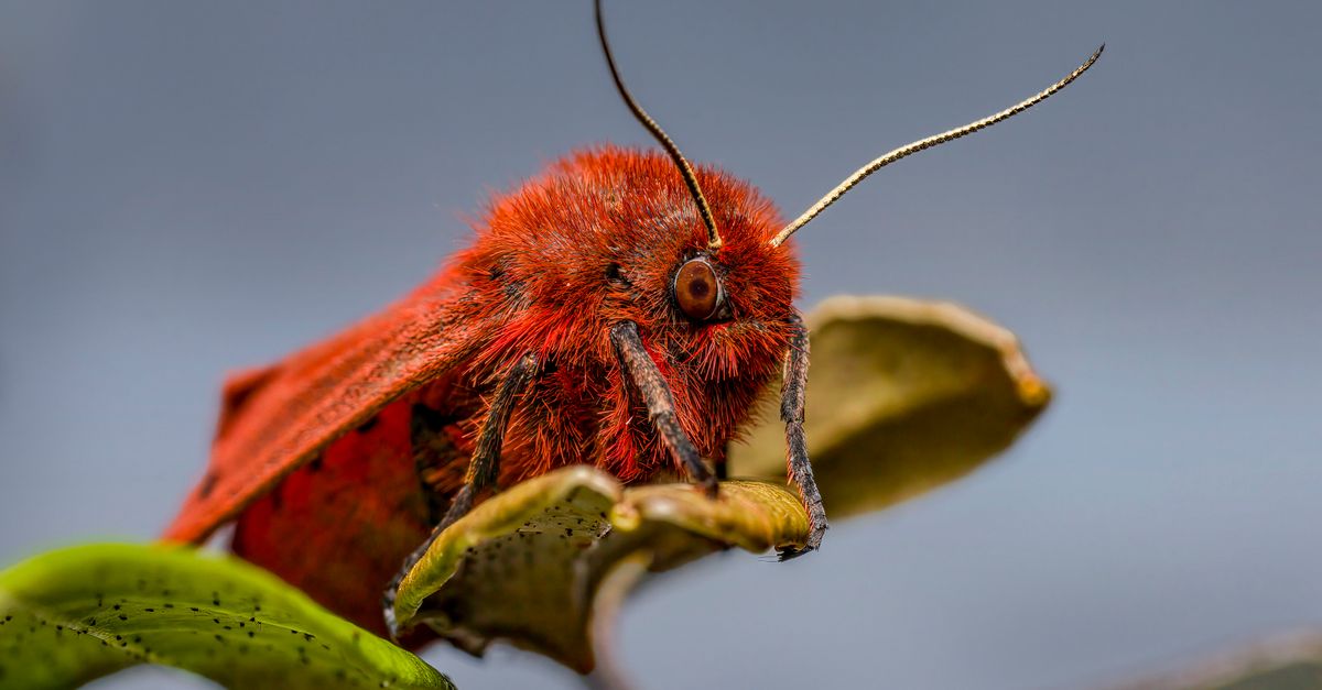 Exotic Insec Red, Exotic Insect · Free Stock Photo