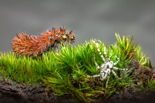Spider and Caterpillar on Grass