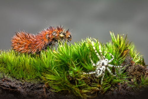 Gratis stockfoto met aarde, dierenfotografie, gras