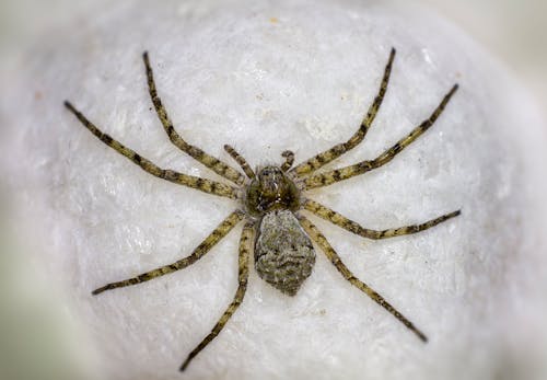 Darmowe zdjęcie z galerii z fotografia zwierzęcia, pająk, pająk krabowy philodromidae