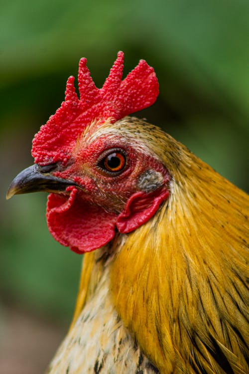 チキン, めんどり, 動物の写真の無料の写真素材