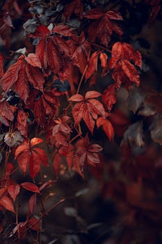 Captivating fall foliage with vibrant red leaves on a tree branch, showcasing nature's autumnal colors.