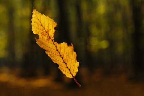 Immagine gratuita di autunno, cadere, foglia