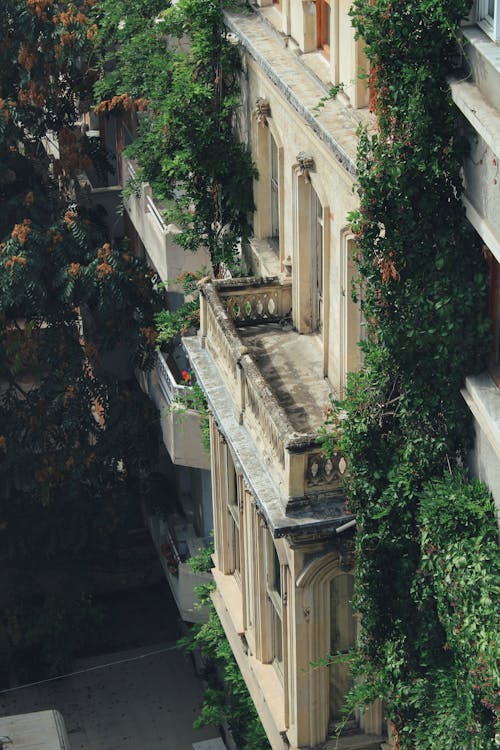 View of a Building Covered with Ivy 