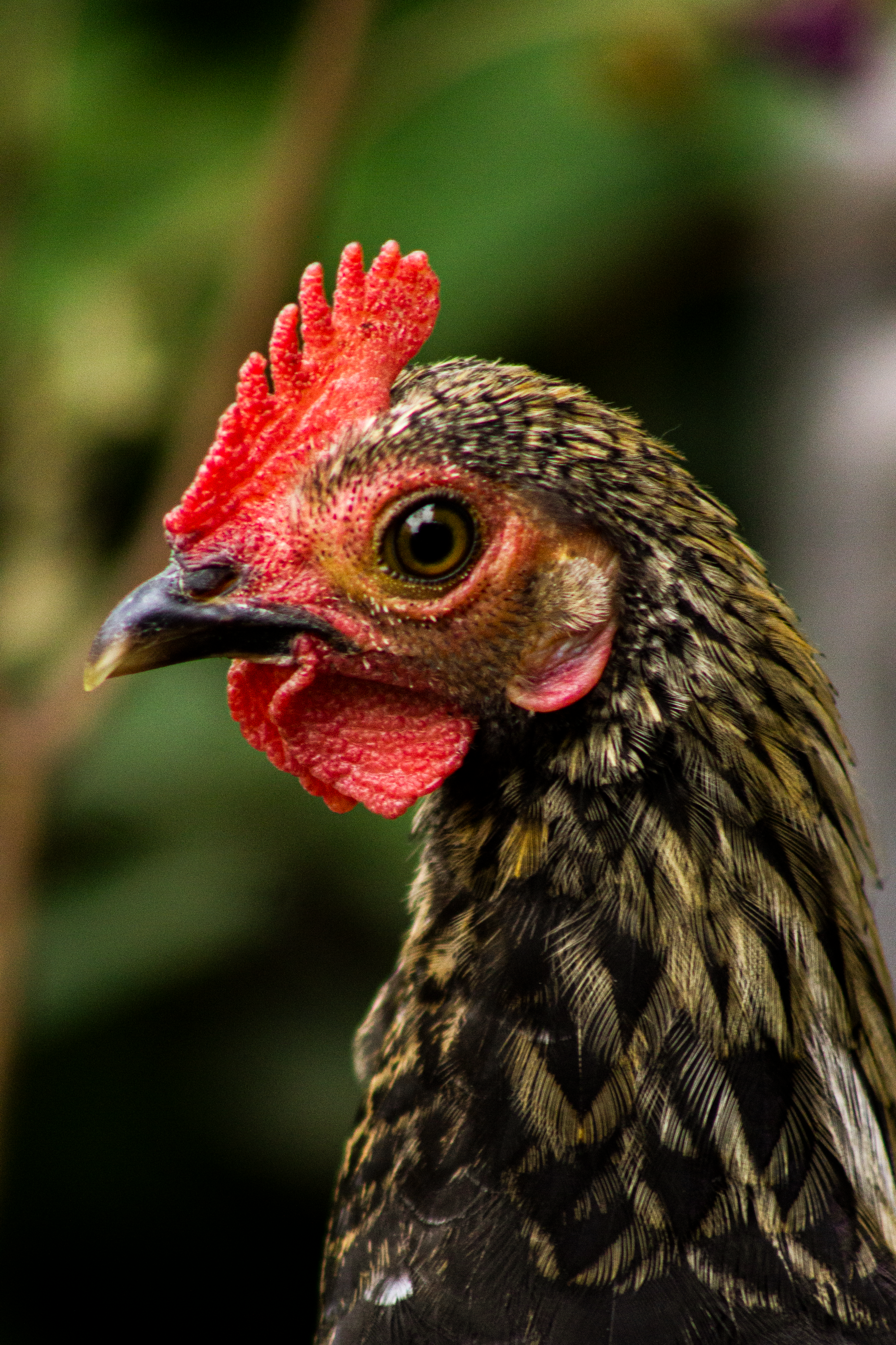 Portrait of a Cockerel · Free Stock Photo