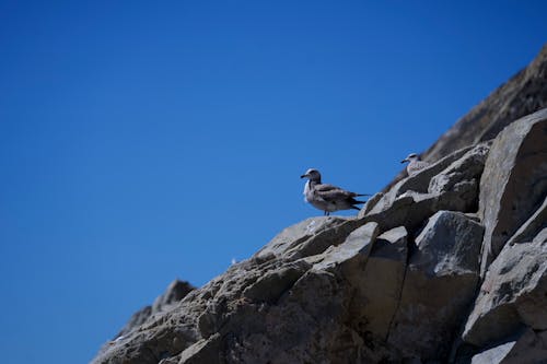 Foto d'estoc gratuïta de chirping d'ocells, costa de califòrnia, fotografia de viatges