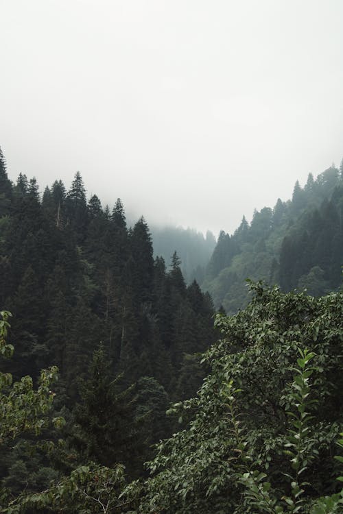 Foto d'estoc gratuïta de arbres, bosc, conífera