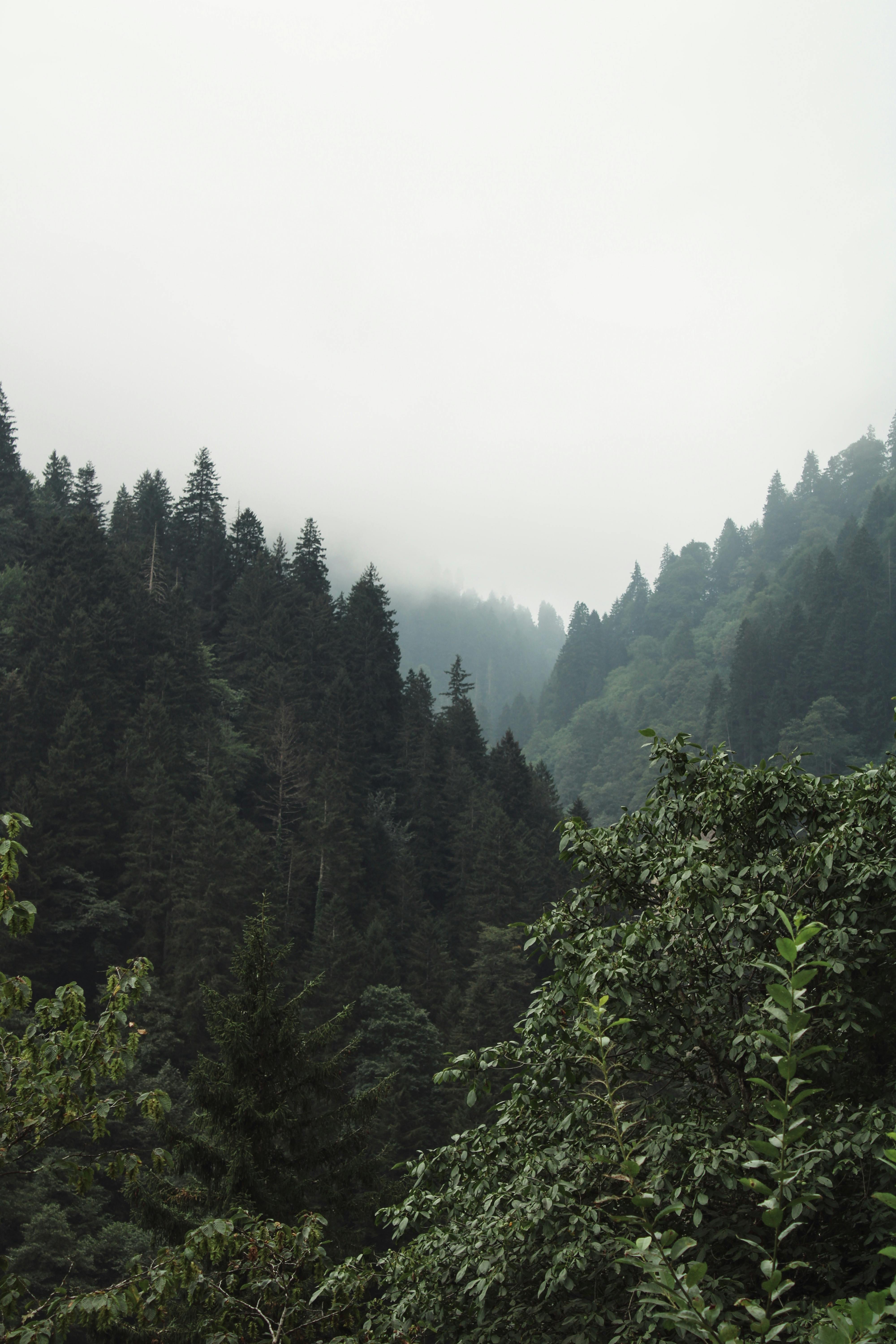 Background coniferous evergreen spruce trees wallpaper Stock Photo | Adobe  Stock