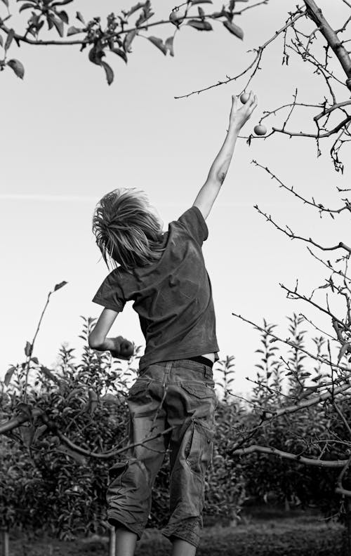 A boy jumps to catch an apple from an apple tree