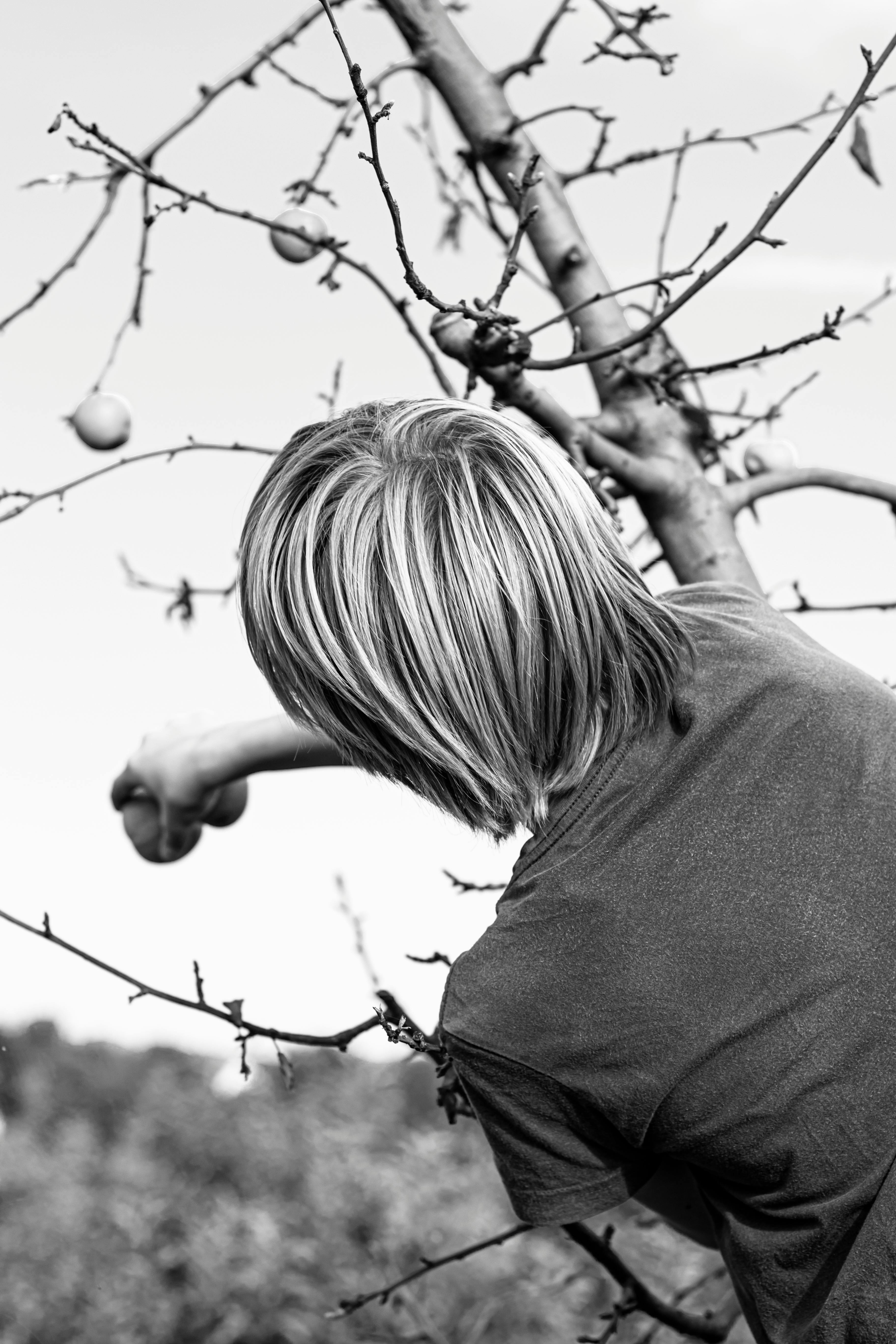 Rear view of a boy picking apples from a tree in a rural orchard during fall.