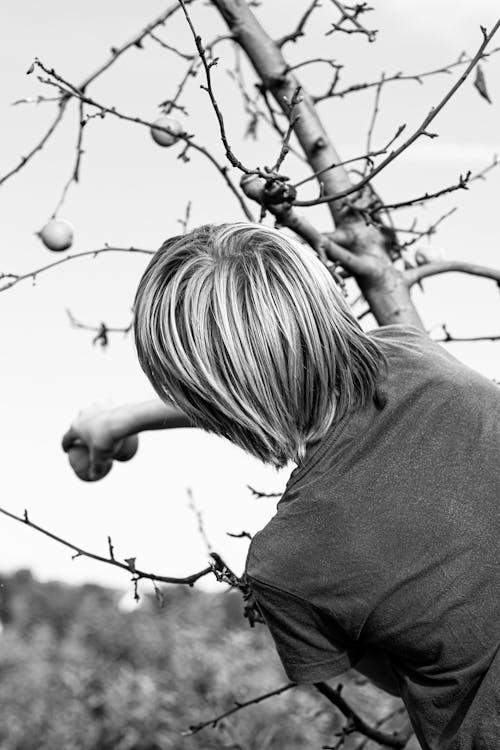 A Boy jumps to catch an apple from an apple tree