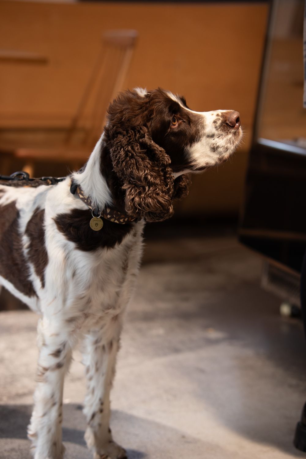 Cocker Spaniel Dog · Free Stock Photo