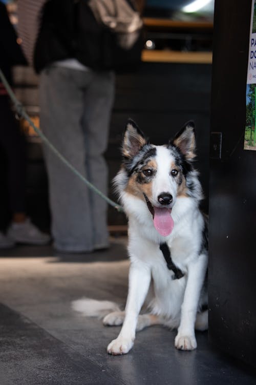 Kostnadsfri bild av djur, gata, hund