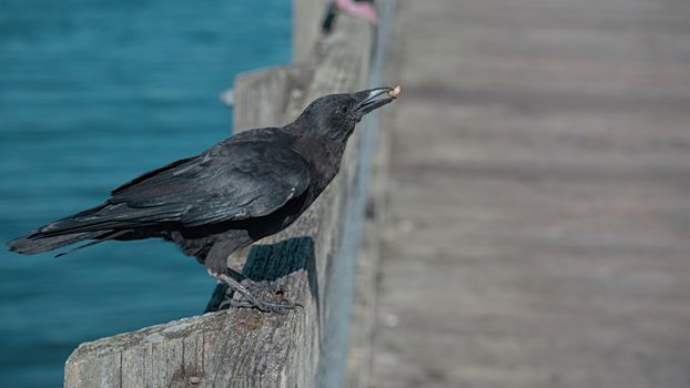 Raven Eating a Morsel on Wooden Dock 