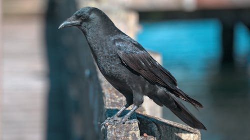 Common Raven Perched on a Dockside