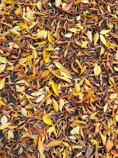 Autumn Leaves on Ground