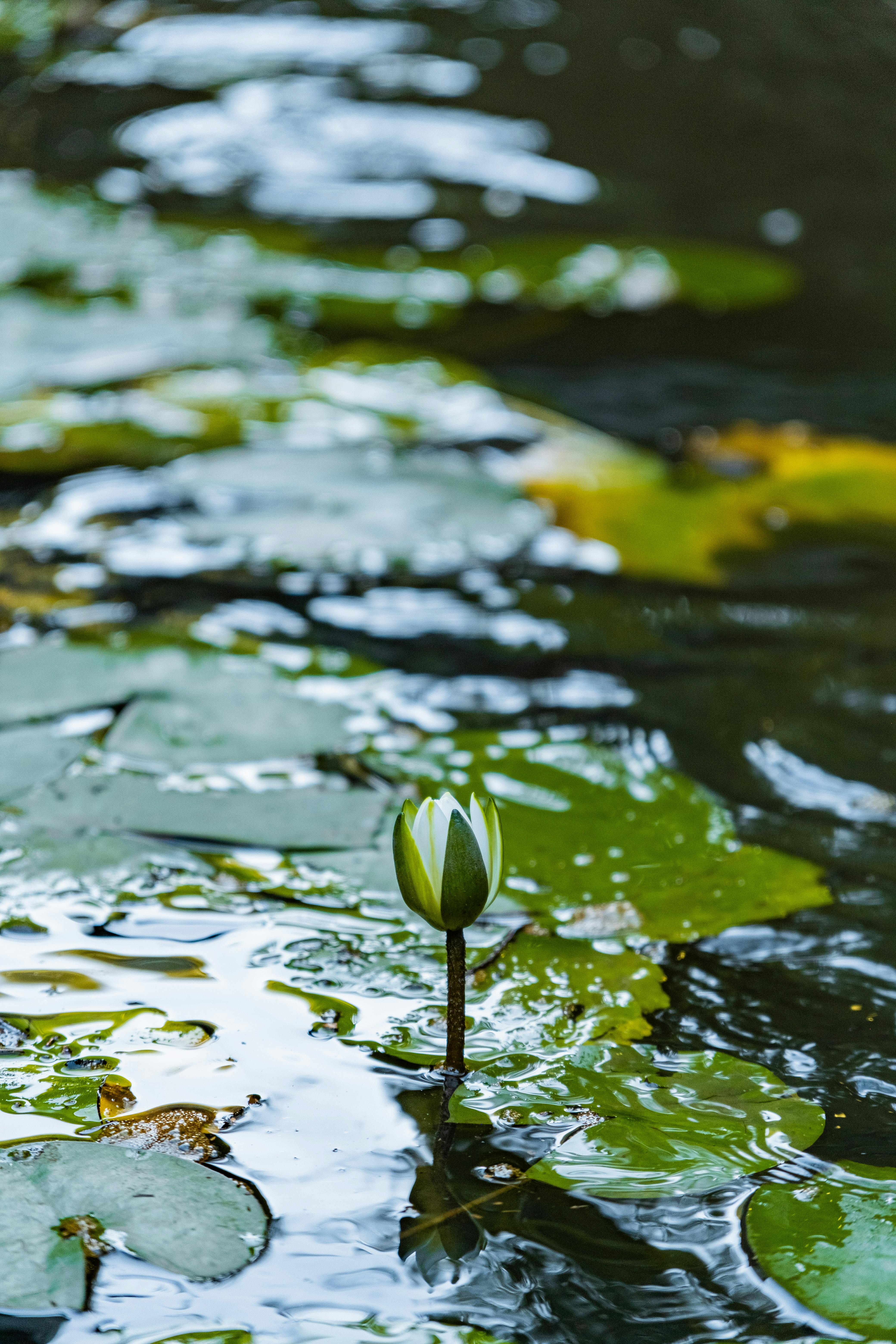A serene scene of a water lily bud amidst lush green leaves in a tranquil pond.