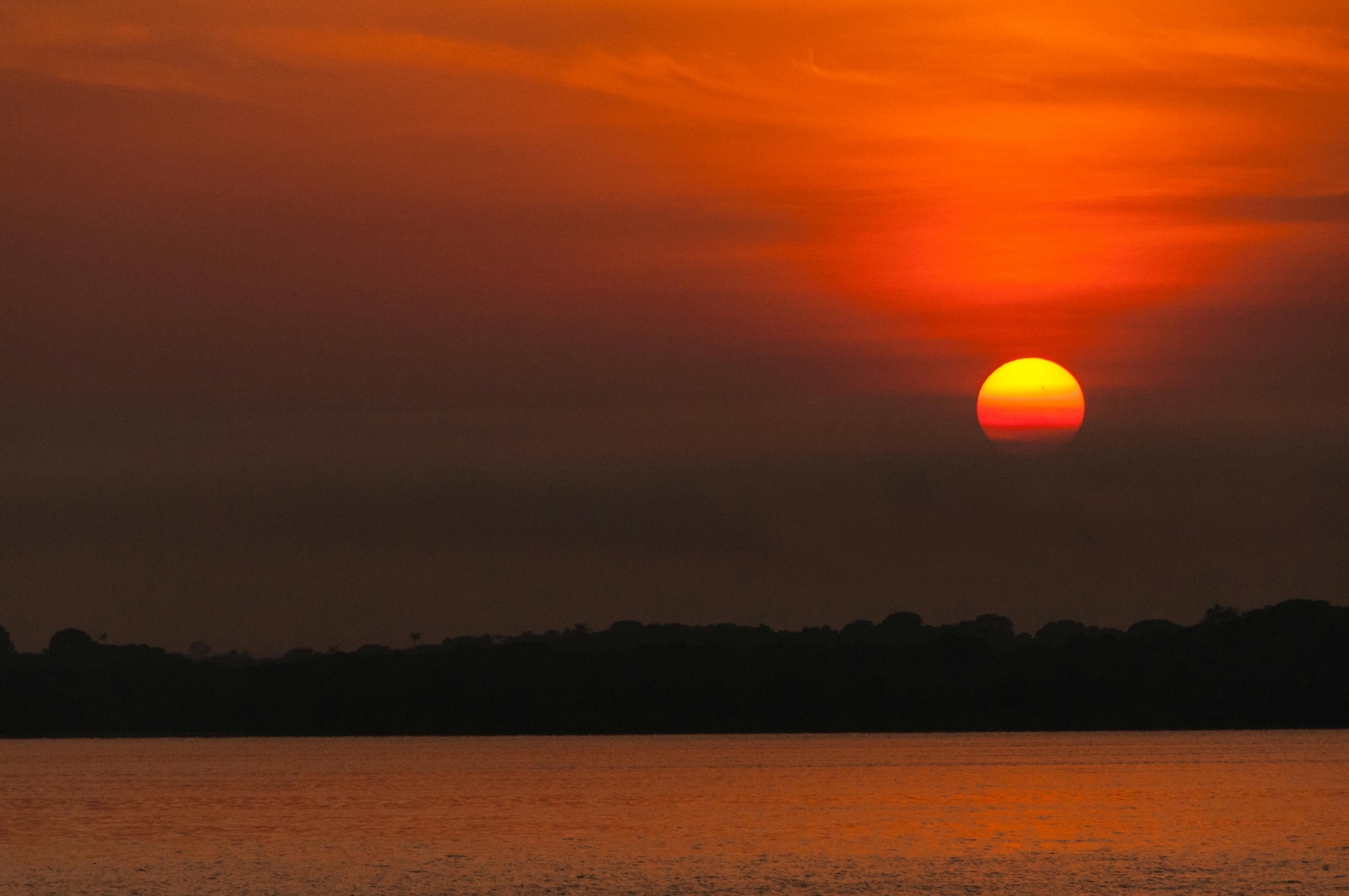 Free stock photo of amazon, forest, morning sun