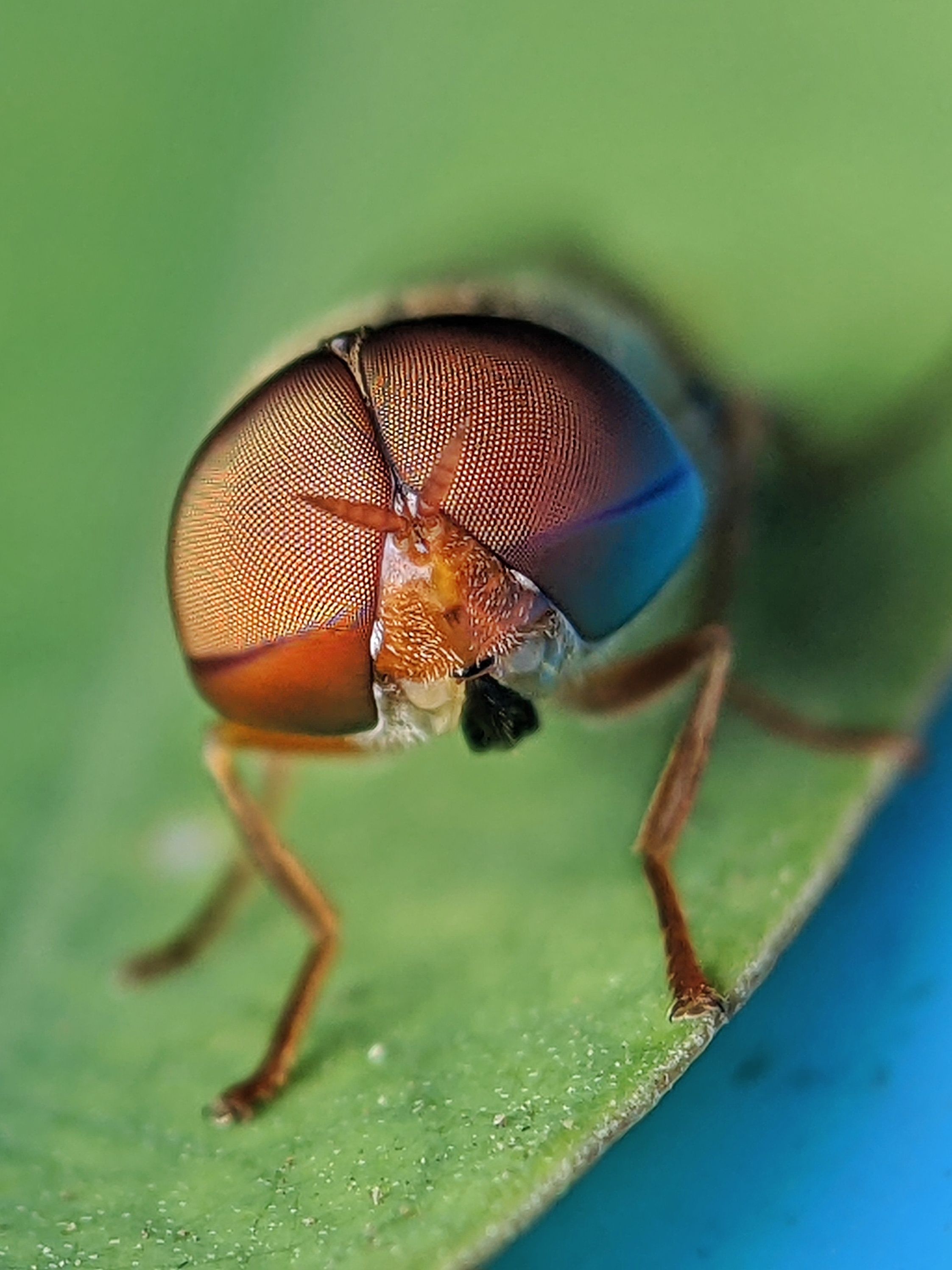 Macro Photograph of an Insect Perching on a Green Leaf · Free Stock Photo
