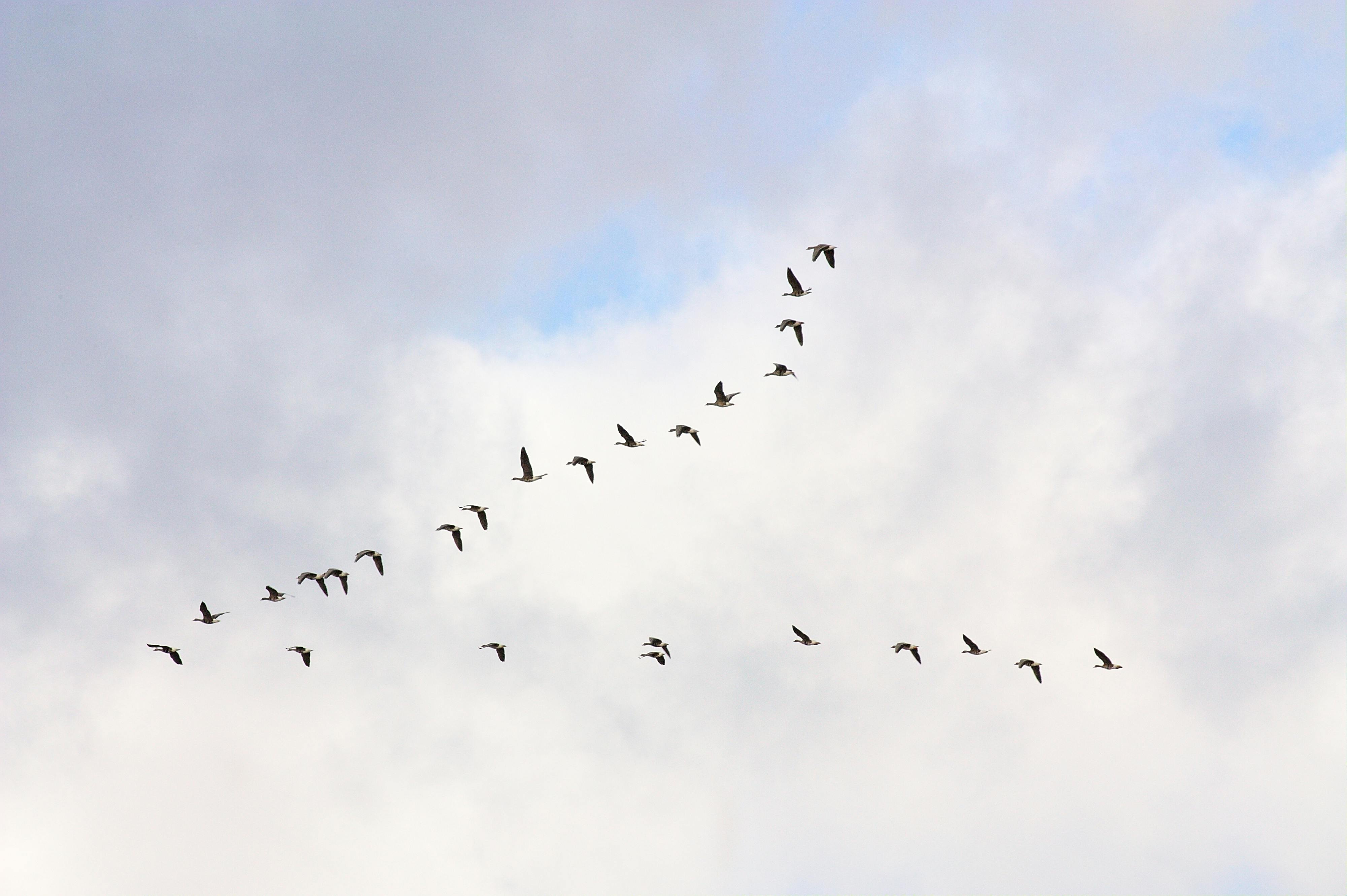 Free stock photo of birds in formation, flying geese, geese