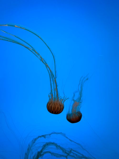 Free Two mesmerizing jellyfish swimming gracefully in vivid blue water, showcasing marine beauty. Stock Photo