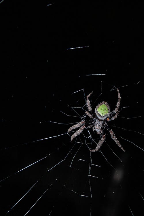 Foto profissional grátis de aracnídeo, aranha, eriophora ravilla