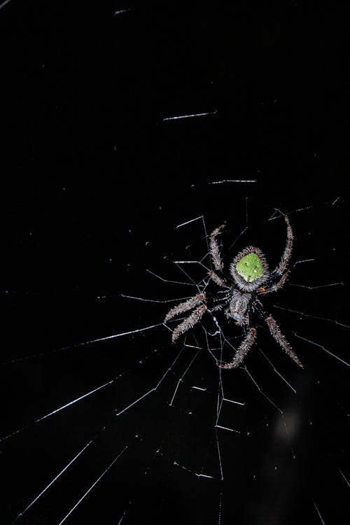 Fotos de stock gratuitas de arácnido, araña, eriophora ravilla