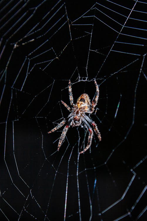 Foto profissional grátis de aracnídeo, aranha, filamento
