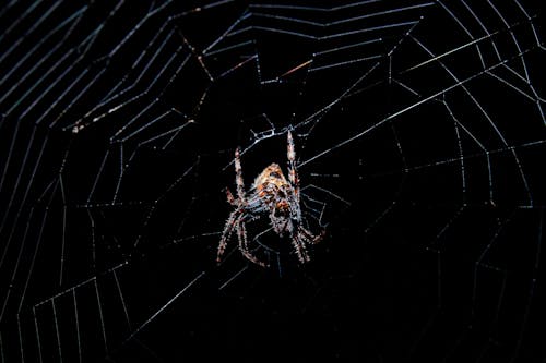 Darmowe zdjęcie z galerii z cętkowany pająk orbweaver, czarne tło, format kwadratowy