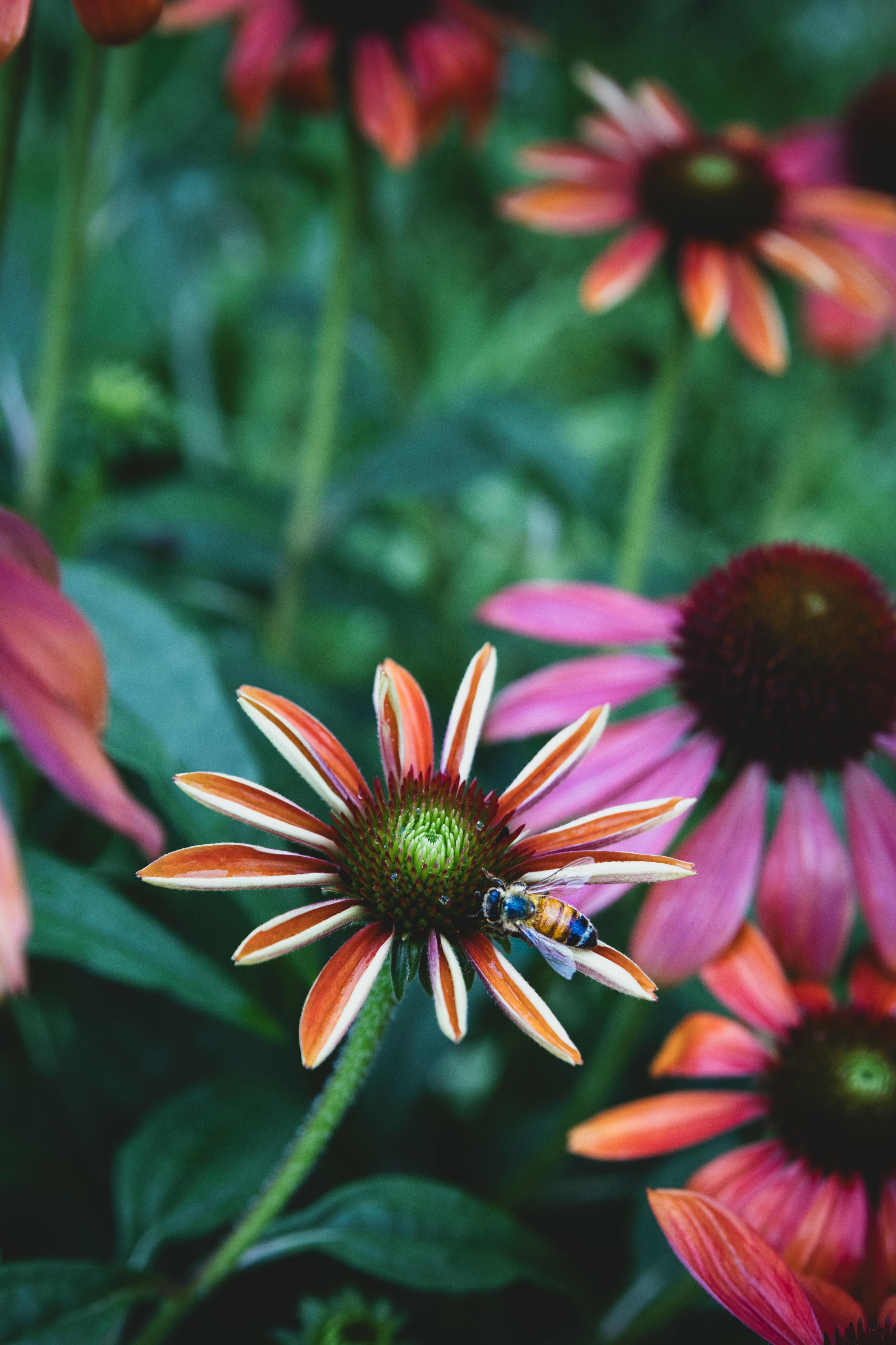 Colorful Flowers Side by Side · Free Stock Photo