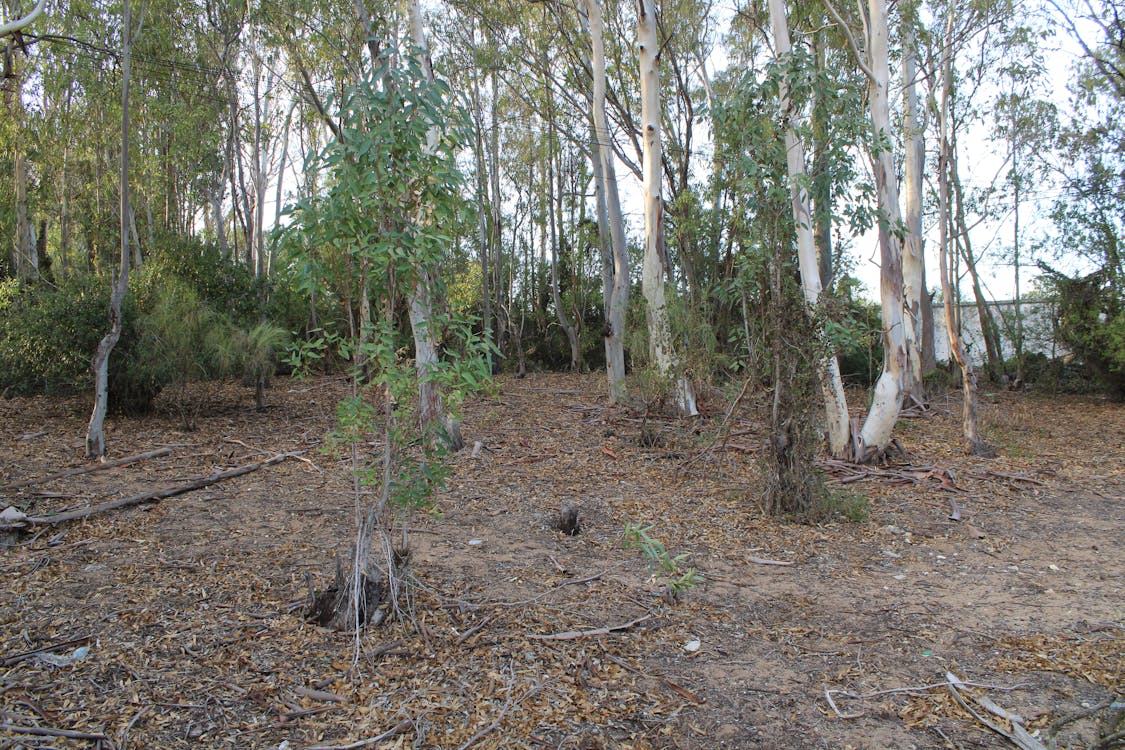 pinar El Oasis