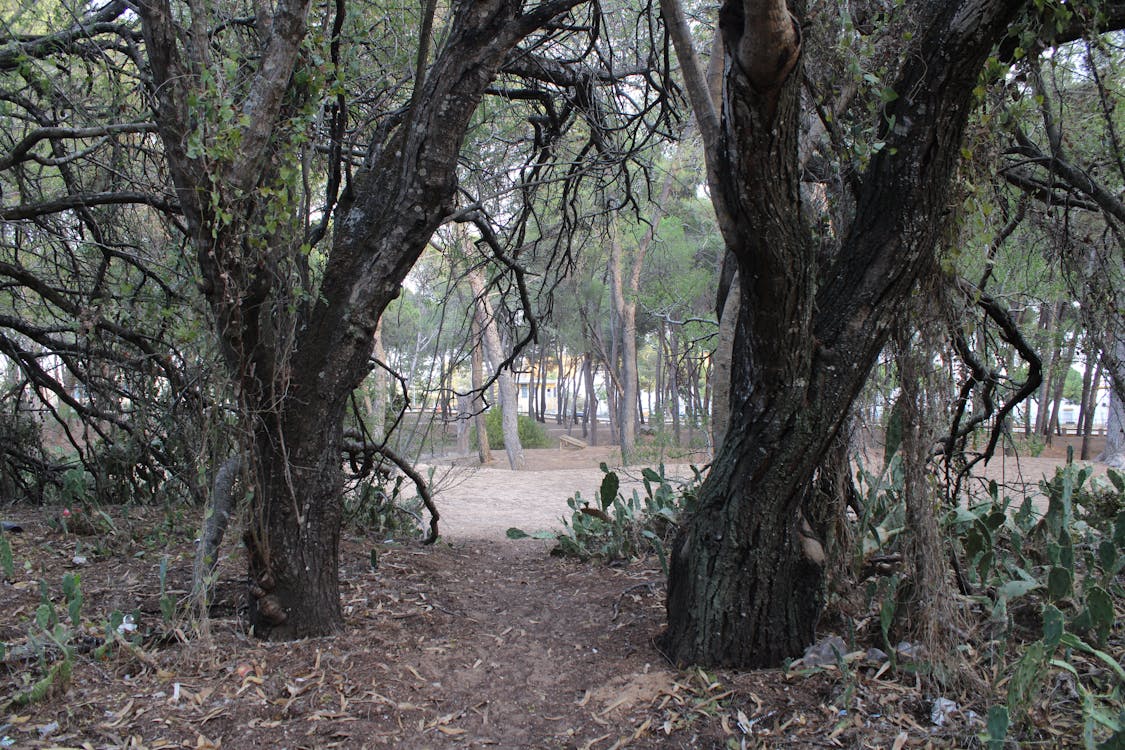 pinar El Oasis